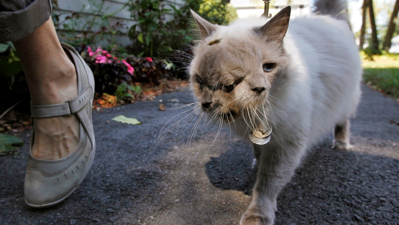 Illustration for article titled These 8 Double-Headed Animals Are the Saddest Weirdest Things